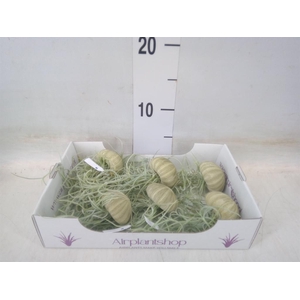 Tillandsia usneoides