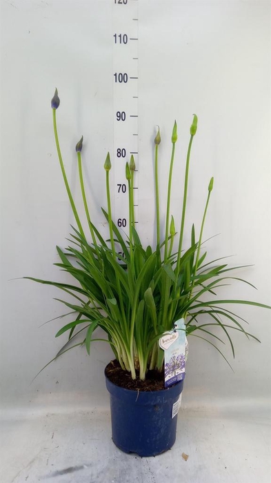 <h4>Agapanthus   ...</h4>