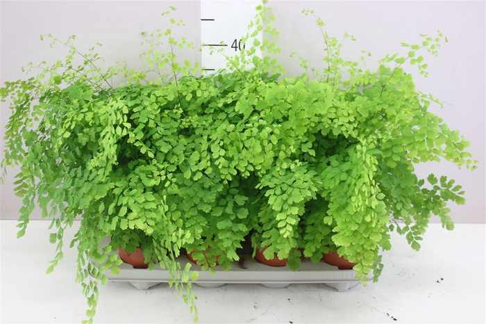 <h4>Adiantum Ra Fragrans</h4>