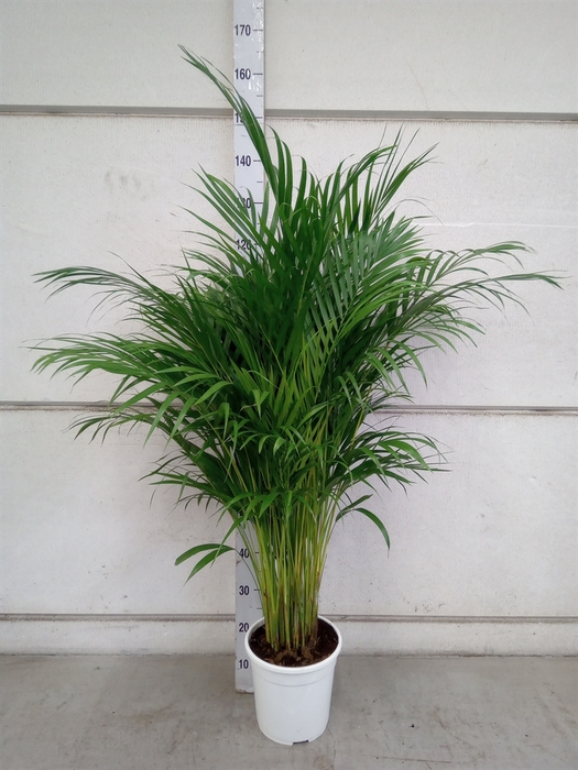 <h4>Dypsis lutescens   ...Chrysalidoca</h4>