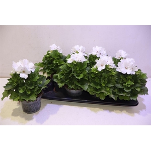 arr8 Pel Gr Don Blanco