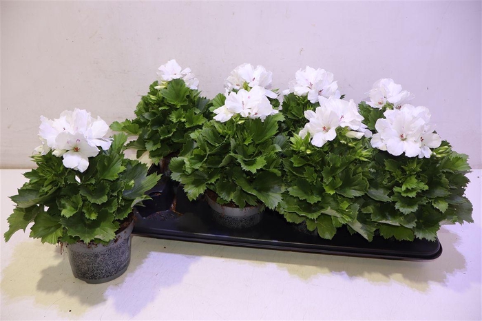 <h4>arr8 Pel Gr Don Blanco</h4>