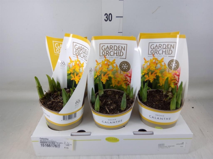 <h4>Calanthe   ...</h4>