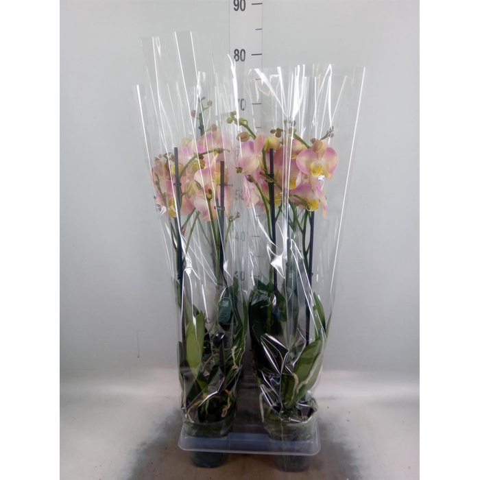 <h4>Phalaenopsis   ...rose</h4>