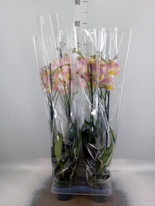 Phalaenopsis   ...rose