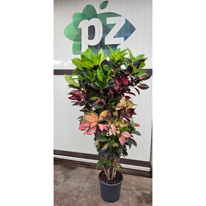 Croton Iceton pot 36 vertakt