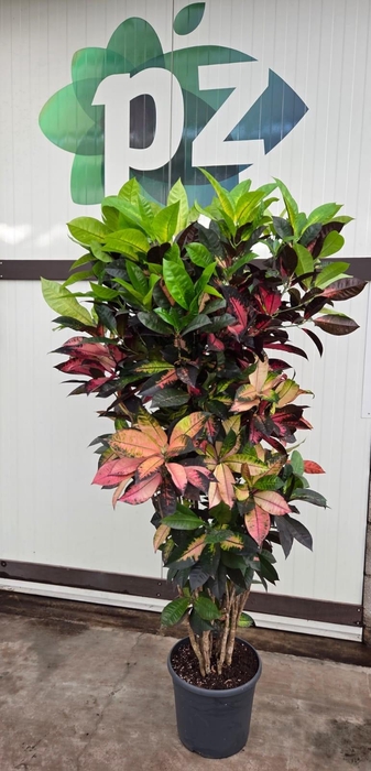 <h4>Croton Iceton pot 36 vertakt</h4>