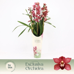 Cymbidium, Jolly Red 3-spike P14 'Exclusiva Orchidea' Potcover