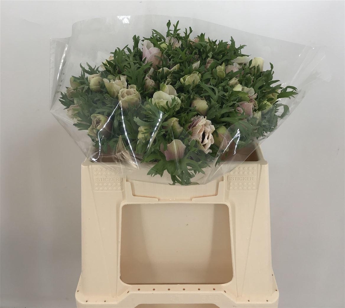 <h4>ANEM EX WHITE</h4>