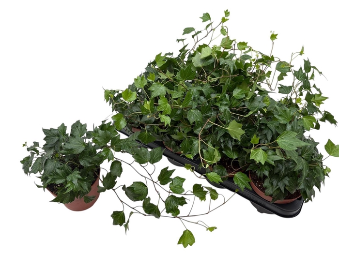 <h4>HED HE GREEN RIPPLE</h4>