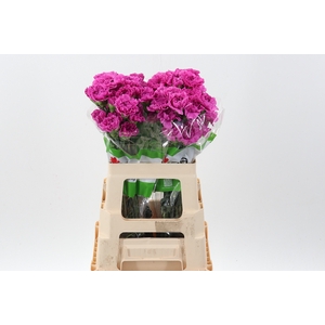 Di St Farida 60 cm