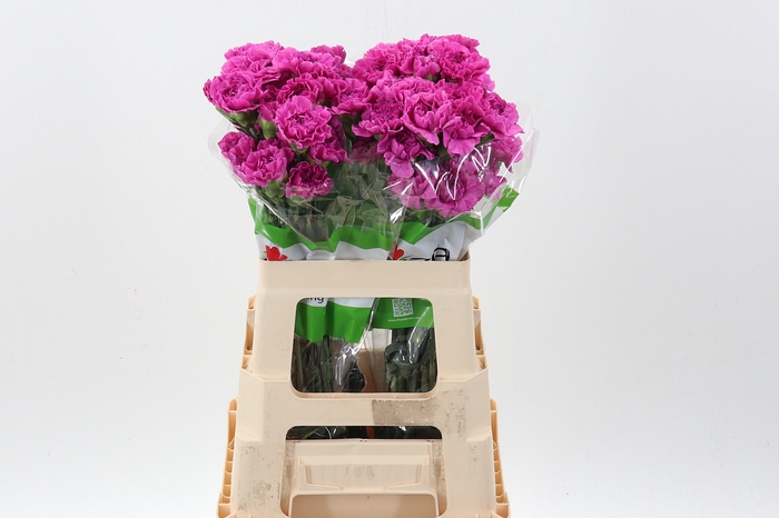 <h4>Di St Farida 60 cm</h4>