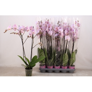 PHAL OV ROZE