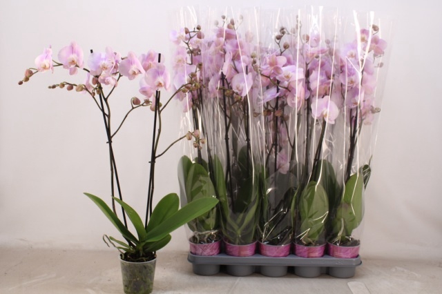 <h4>PHAL OV ROZE</h4>