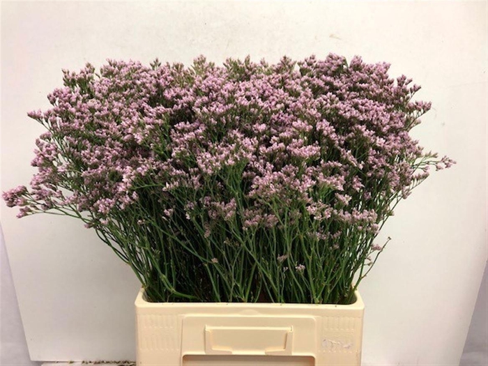 <h4>LIM MR SILVER PINK</h4>