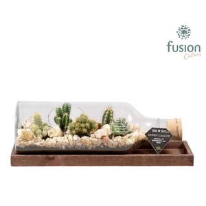 Green Bottle Fles Medium liggend met Cactussen