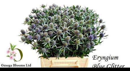 <h4>Eryn Pl Blue Glitter</h4>