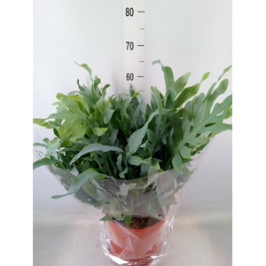 Phlebodium aureum 'Blue Star'