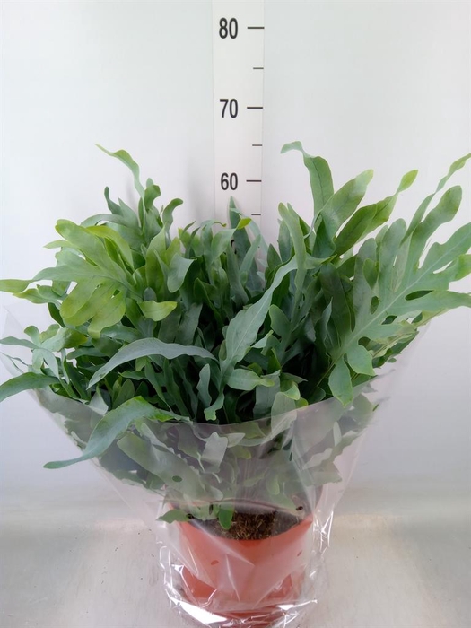<h4>Phlebodium aureum 'Blue Star'</h4>