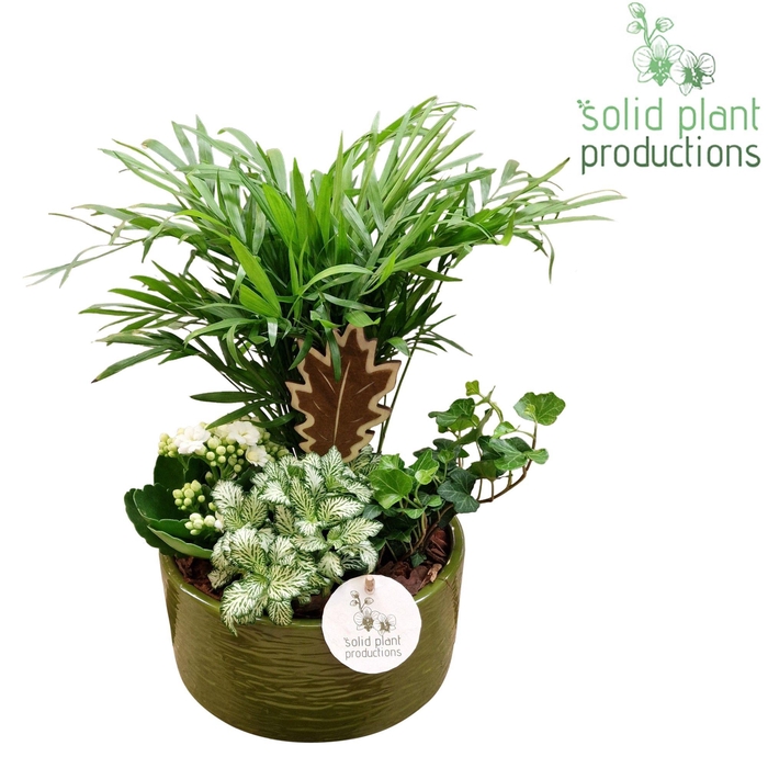 <h4>CH003 Loes Green White</h4>