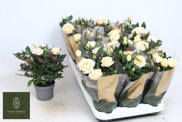 <h4>ROSA BELAMI KORDANA GRANDE</h4>