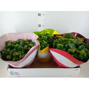 Kalanchoe blos.   ..mix 5