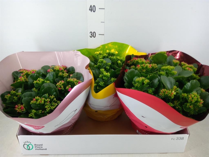 <h4>Kalanchoe blos.   ..mix 5</h4>