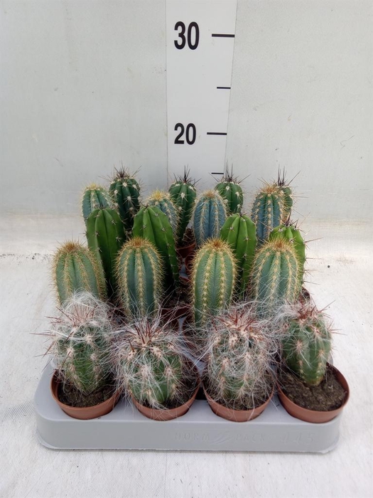 <h4>Cereus   ...</h4>