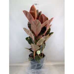 Ficus elastica 'Belize'