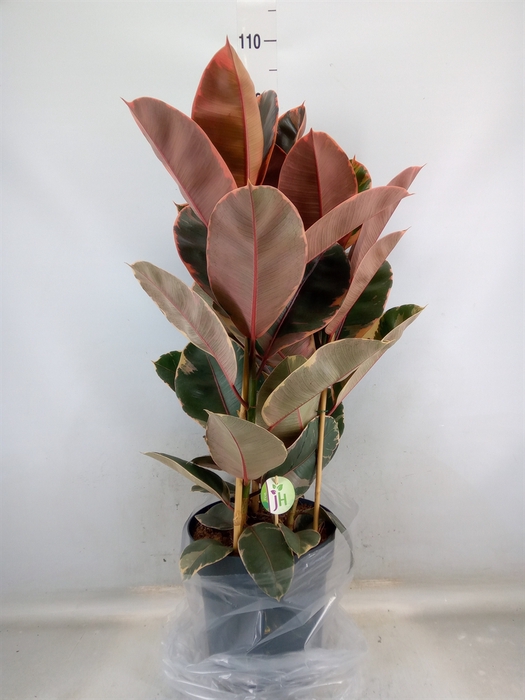 <h4>Ficus elastica 'Belize'</h4>