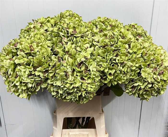 <h4>Deco Stem Hydrangea Green X3 L111d30</h4>