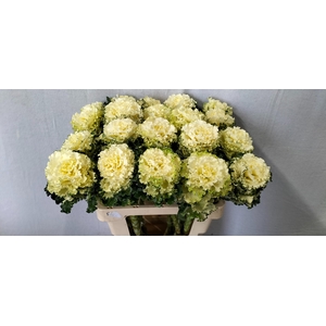 BRASS CRANE RU WHITE