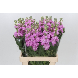 Matthiola Iron Pink