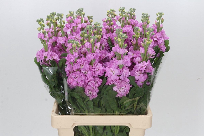 <h4>Matthiola Iron Pink</h4>