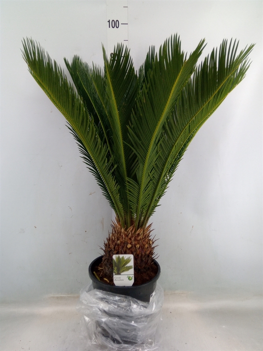 <h4>Cycas revoluta</h4>