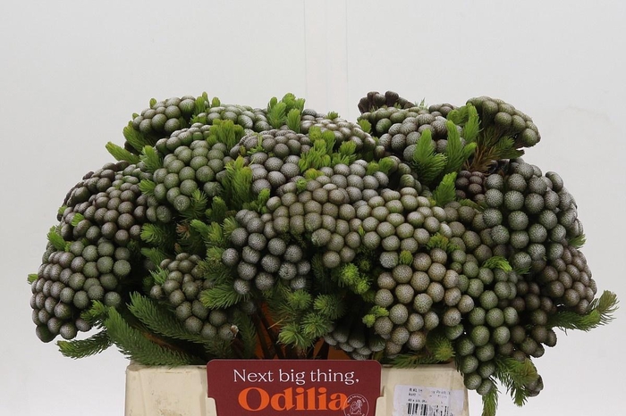 <h4>BRUN ALBIFLORA</h4>