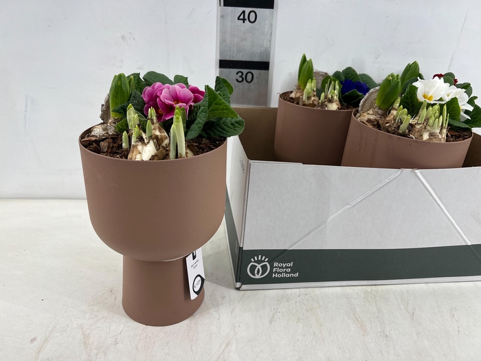 <h4>ARR PL IN SCHAAL</h4>