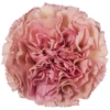 Dianthus St Lege Pink
