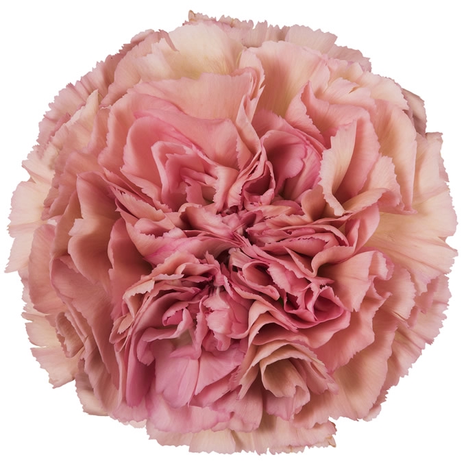 Dianthus St Lege Pink