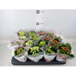 Kalanchoe blos. 'RoyalDon'   ..mix