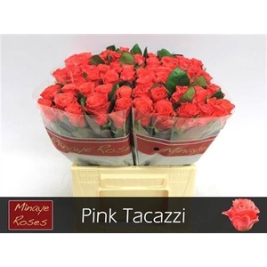 R Gr Pink Tacazzi+