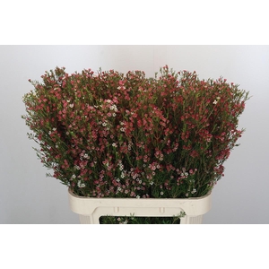 Chamelaucium My Sweet 16