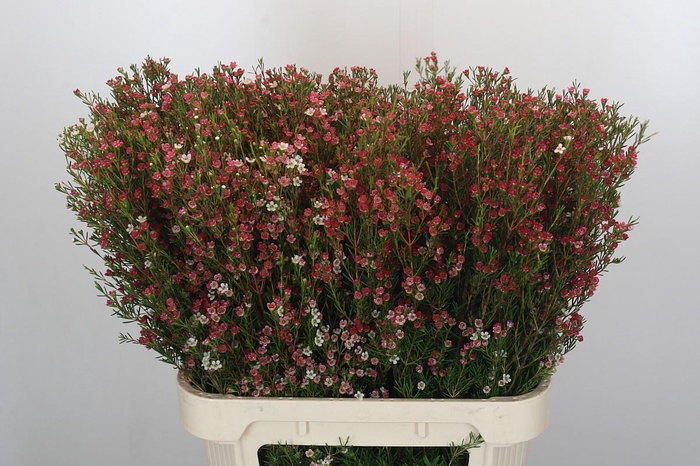 Chamelaucium My Sweet 16