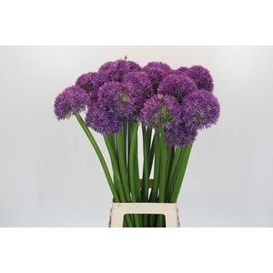 Allium Globemaster