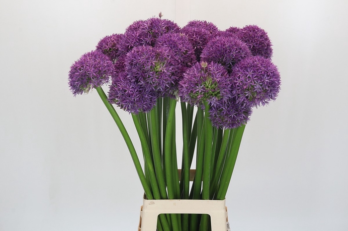 <h4>Allium Globemaster</h4>