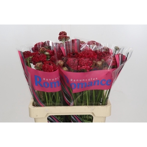 Ranunculus Romance Chaouen