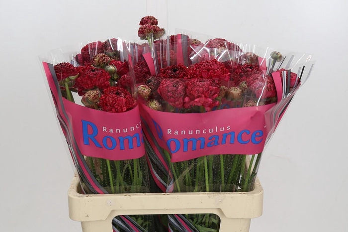 <h4>Ranunculus Romance Chaouen</h4>