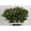 Protea Robijn