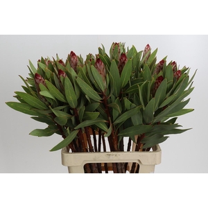 Protea Robijn