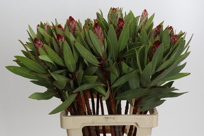 <h4>Protea Robijn</h4>